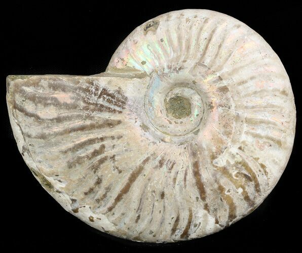 Silver Iridescent Ammonite - Madagascar #47494